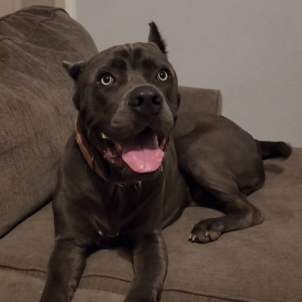 Enlarge CANE, a Adopted Cane Corso in Pasadena, TX image 6/6