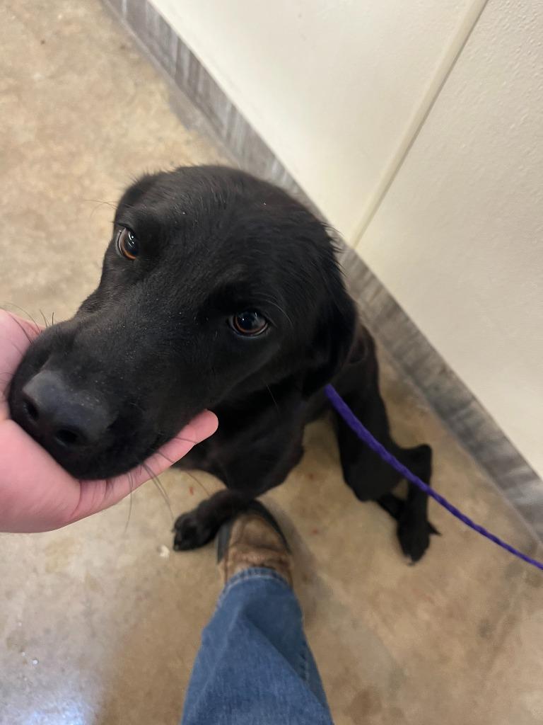 Dog Kennel #23, Adoptable, Puppy Female Labrador Retriever & Mixed Breed.