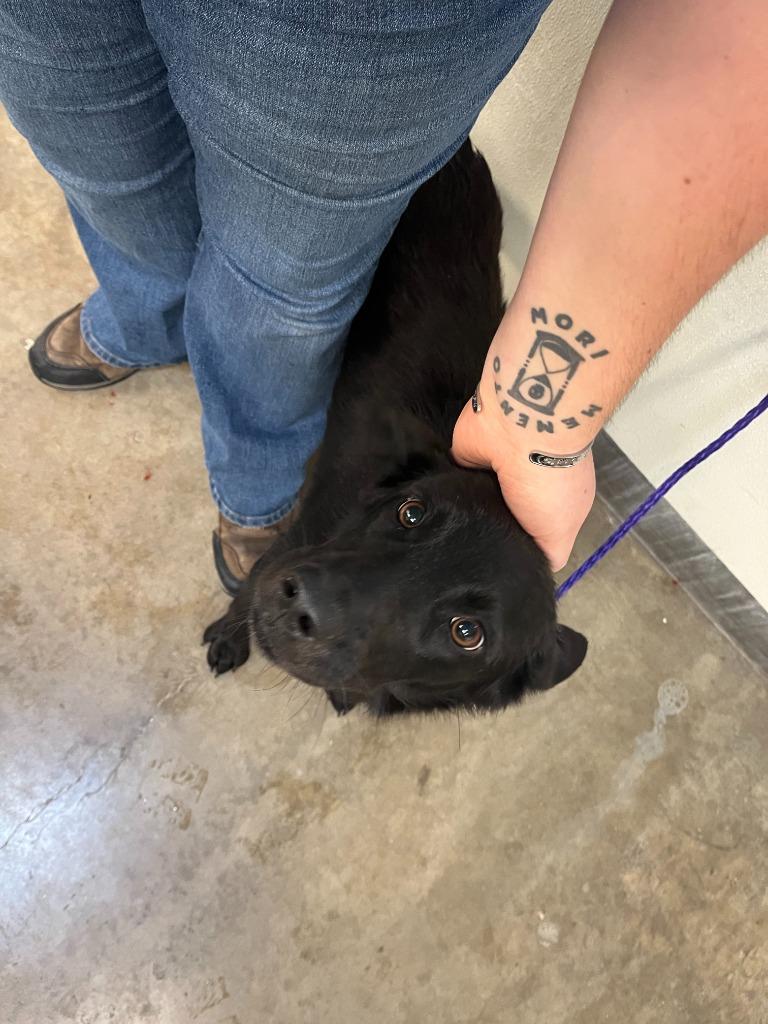 Dog Kennel #23, a Adoptable mixed breed in Greenville, TX image 2/4