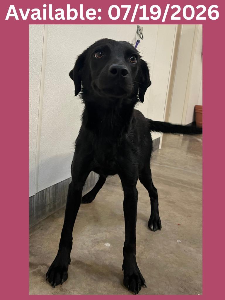 Dog Kennel #23, a Adoptable mixed breed in Greenville, TX image 3/4