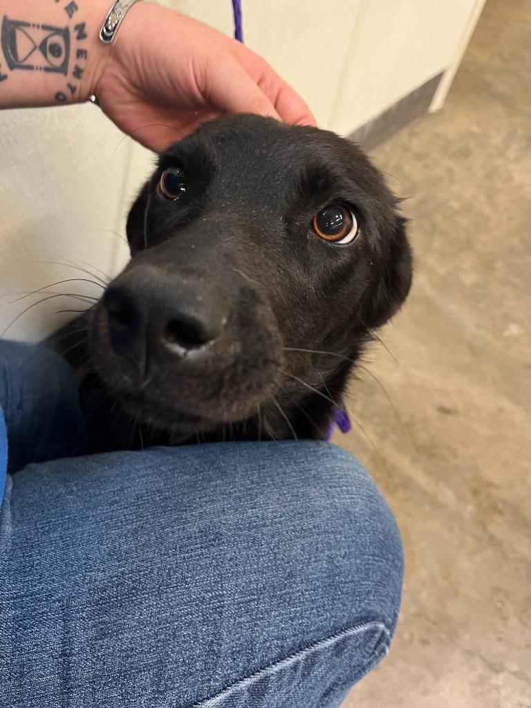 Dog Kennel #23, a Adoptable mixed breed in Greenville, TX image 4/4