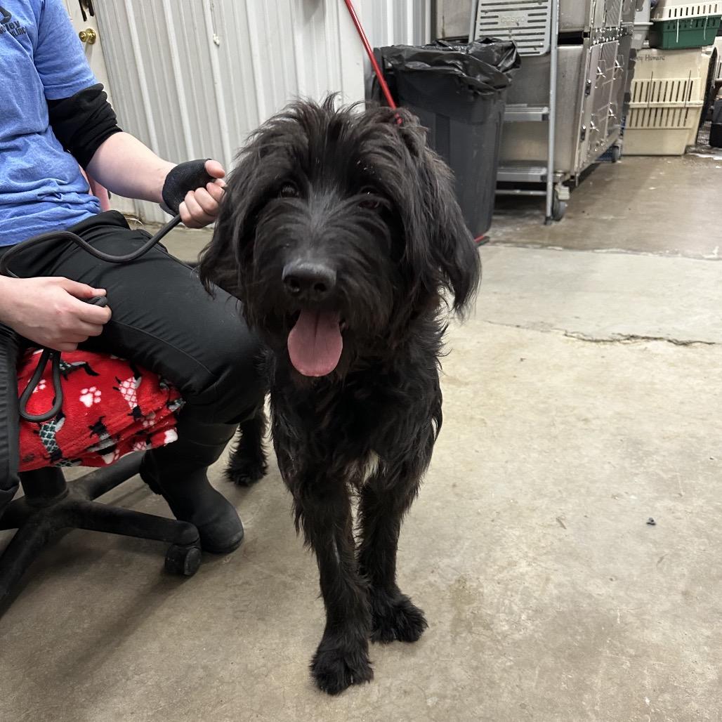 Dolly, Adoptable, Young Female Mixed Breed.