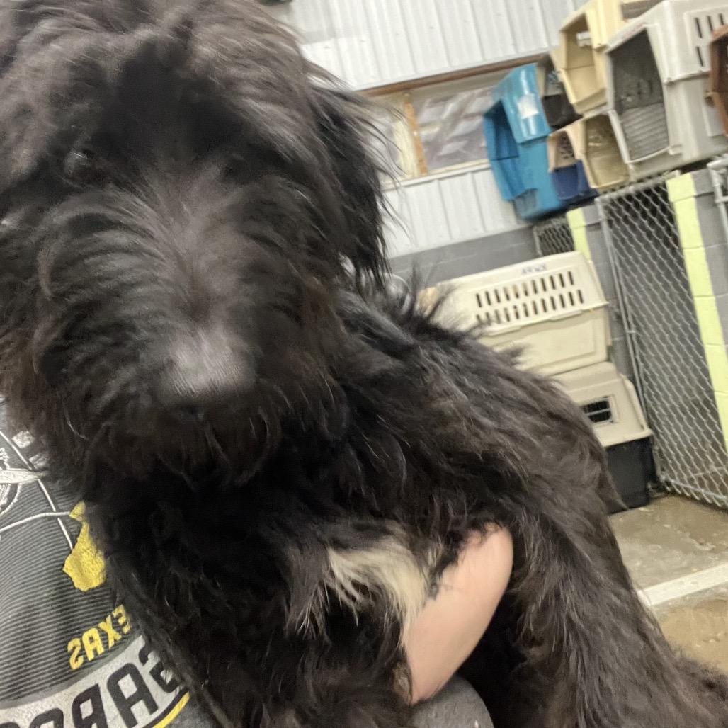 Enlarge Dolly, a Adoptable Mixed Breed in Corbin, KY image 1/2