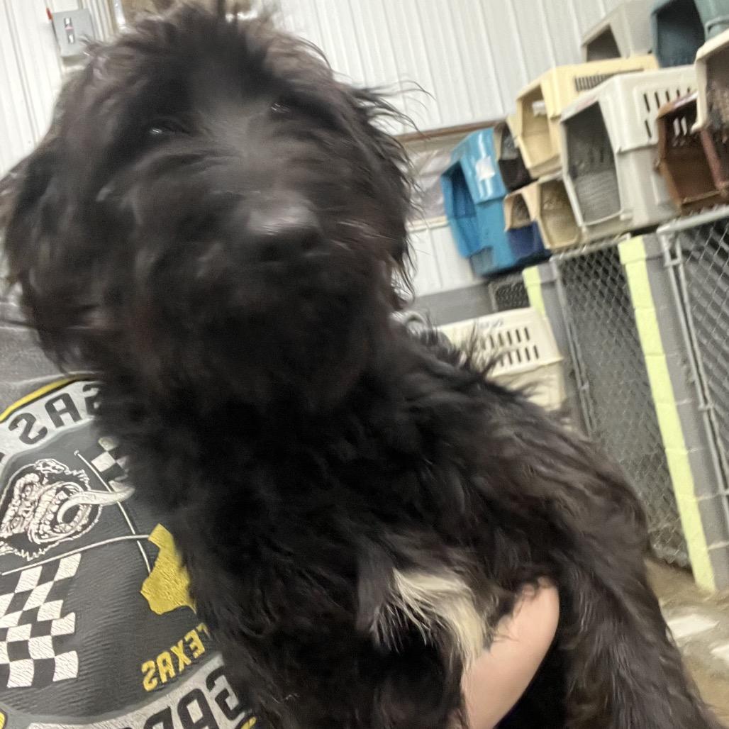 Enlarge Dolly, a Adoptable Mixed Breed in Corbin, KY image 2/2