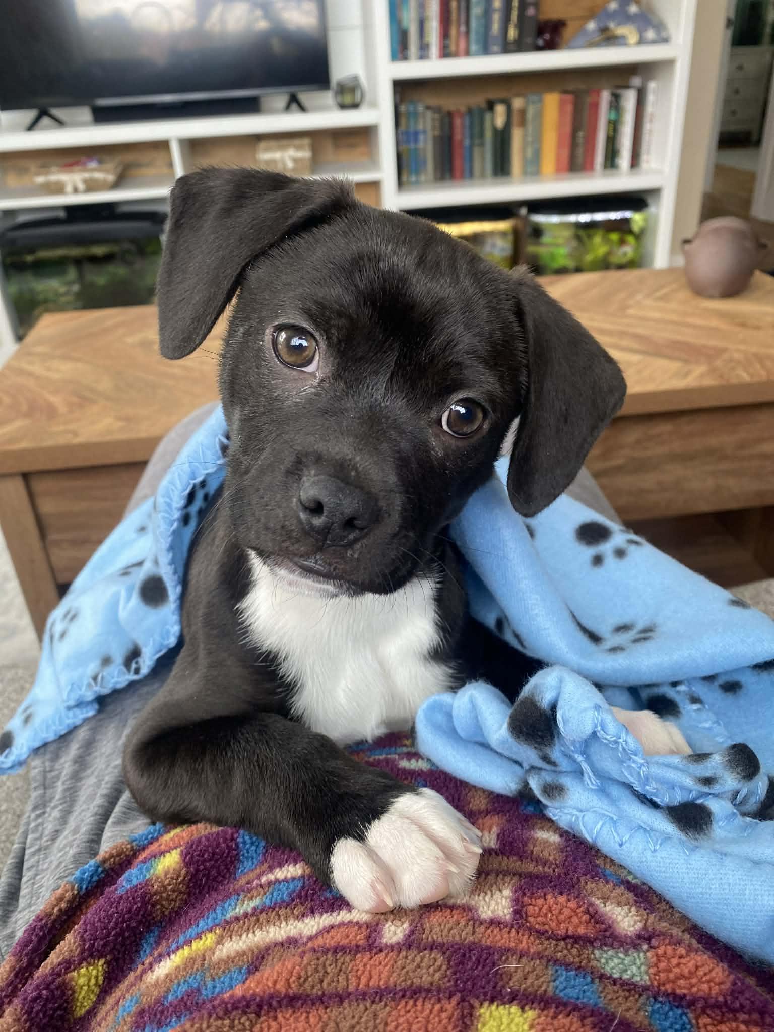 Enlarge Summit, a ADOPTABLE mixed breed in Grand Rapids, MI image 1/4