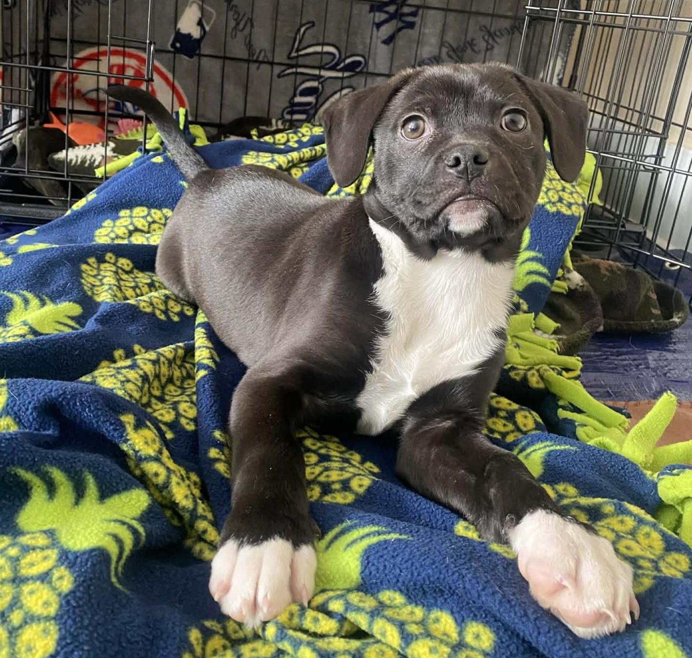 Enlarge Summit, a ADOPTABLE mixed breed in Grand Rapids, MI image 4/4