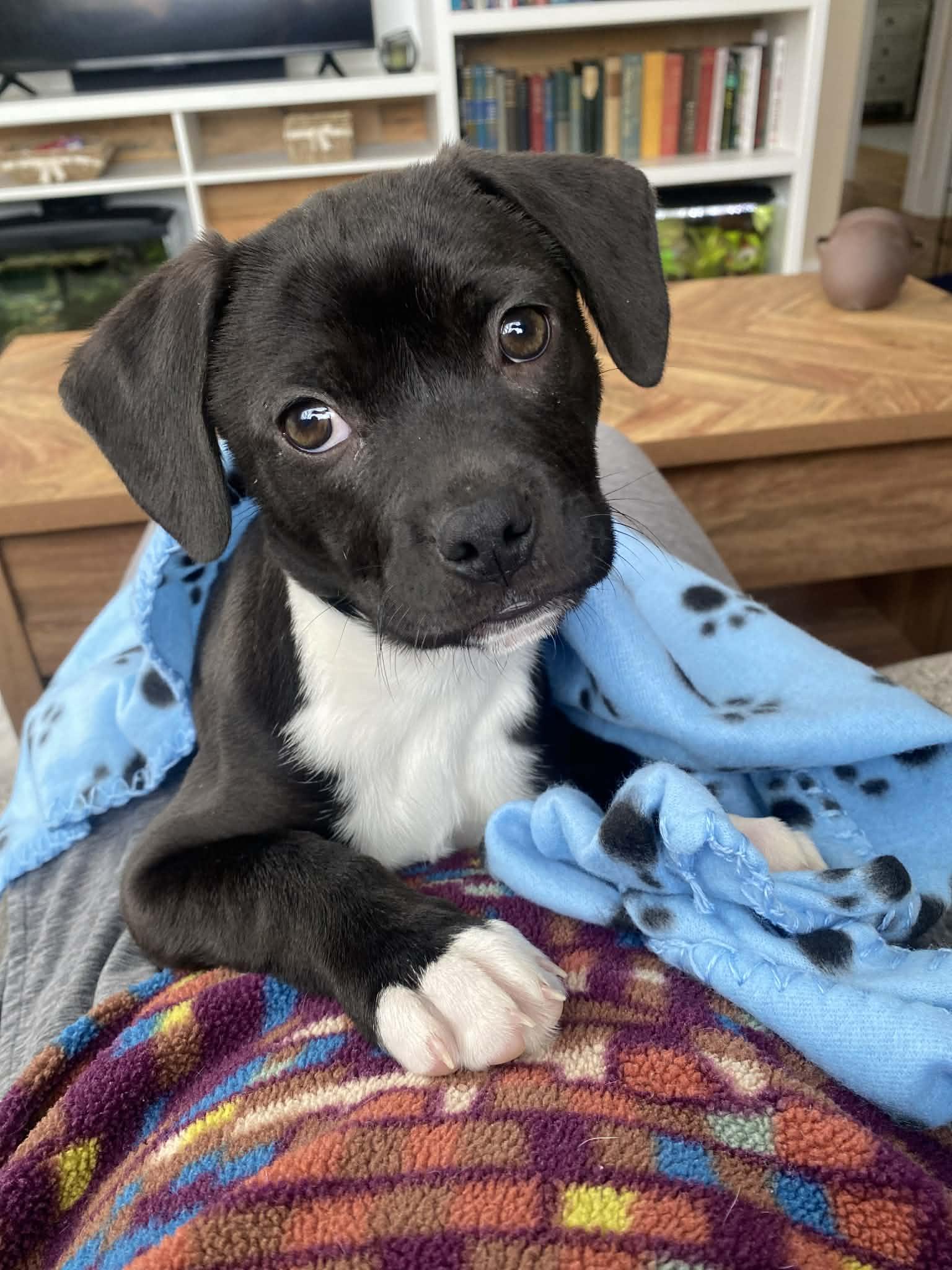 Enlarge Summit, a ADOPTABLE mixed breed in Grand Rapids, MI image 2/4