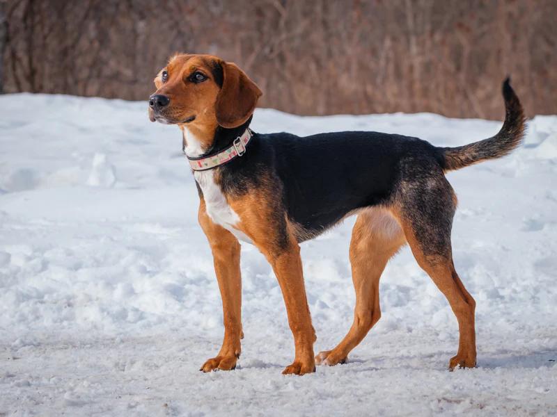 Daffy, an adopted mixed breed in Pointe-Fortune, QC image 2/4