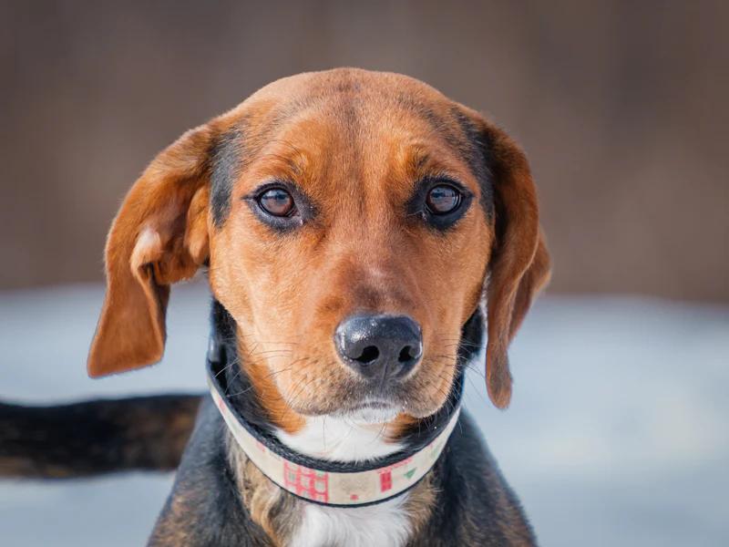 Daffy, an adopted mixed breed in Pointe-Fortune, QC image 1/4