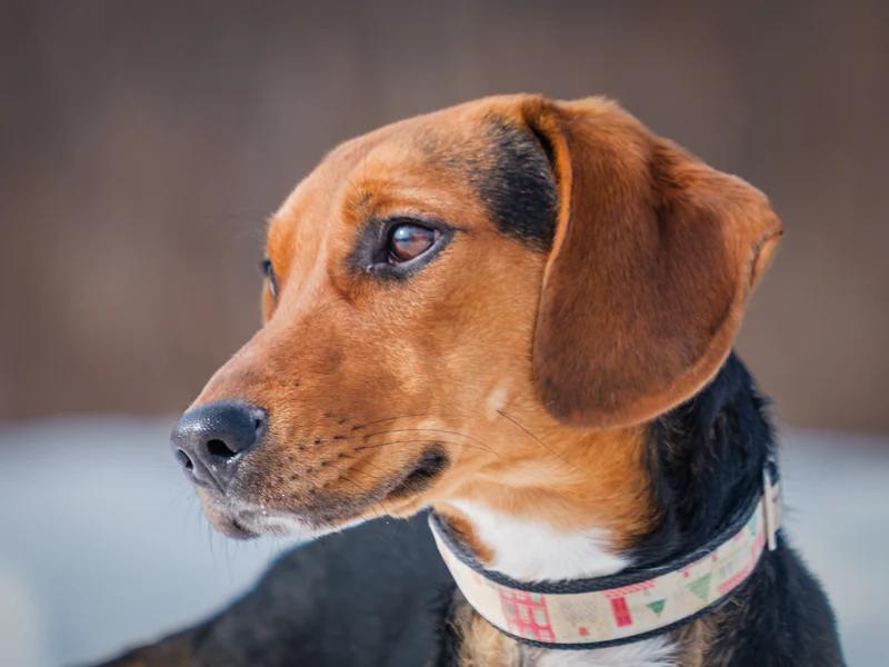 Daffy, an adopted mixed breed in Pointe-Fortune, QC image 4/4