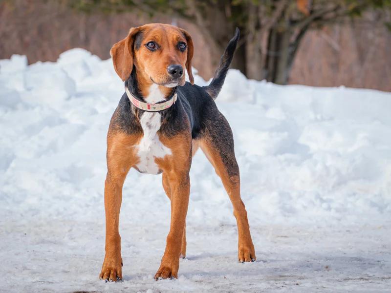 Daffy, an adopted mixed breed in Pointe-Fortune, QC image 3/4