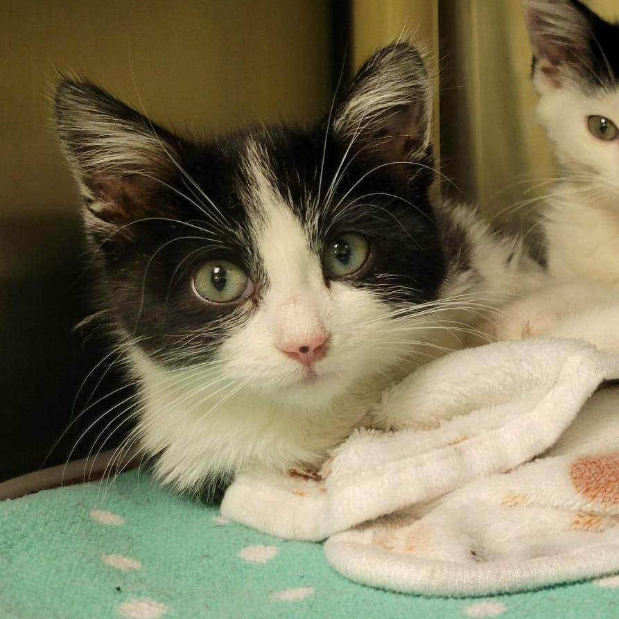 Lisa, Adoptable, Kitten Female Domestic Short Hair.