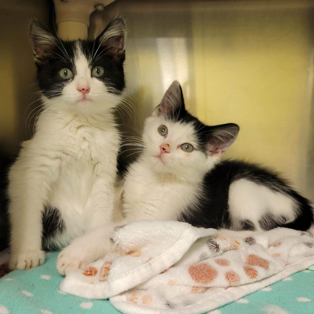 Enlarge Lisa, a Adoptable Domestic Short Hair in Columbia, MO image 2/2