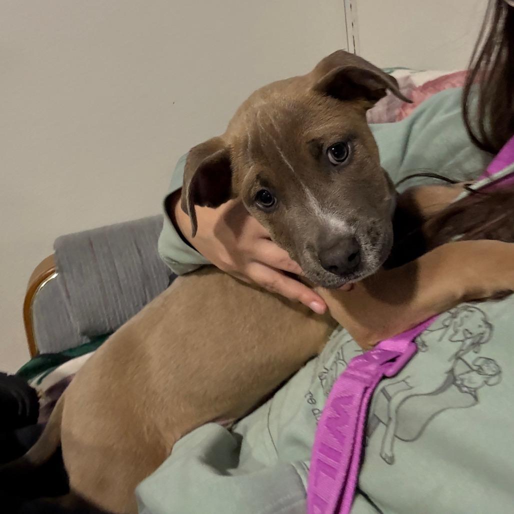 Harvey, Adoptable, Puppy Male Pit Bull Terrier.