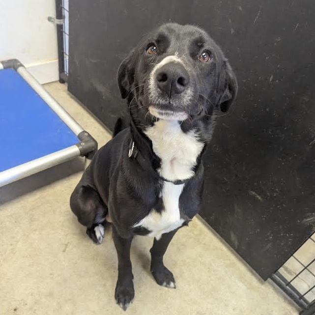 Charming, Adoptable, Young Male Black Labrador Retriever.