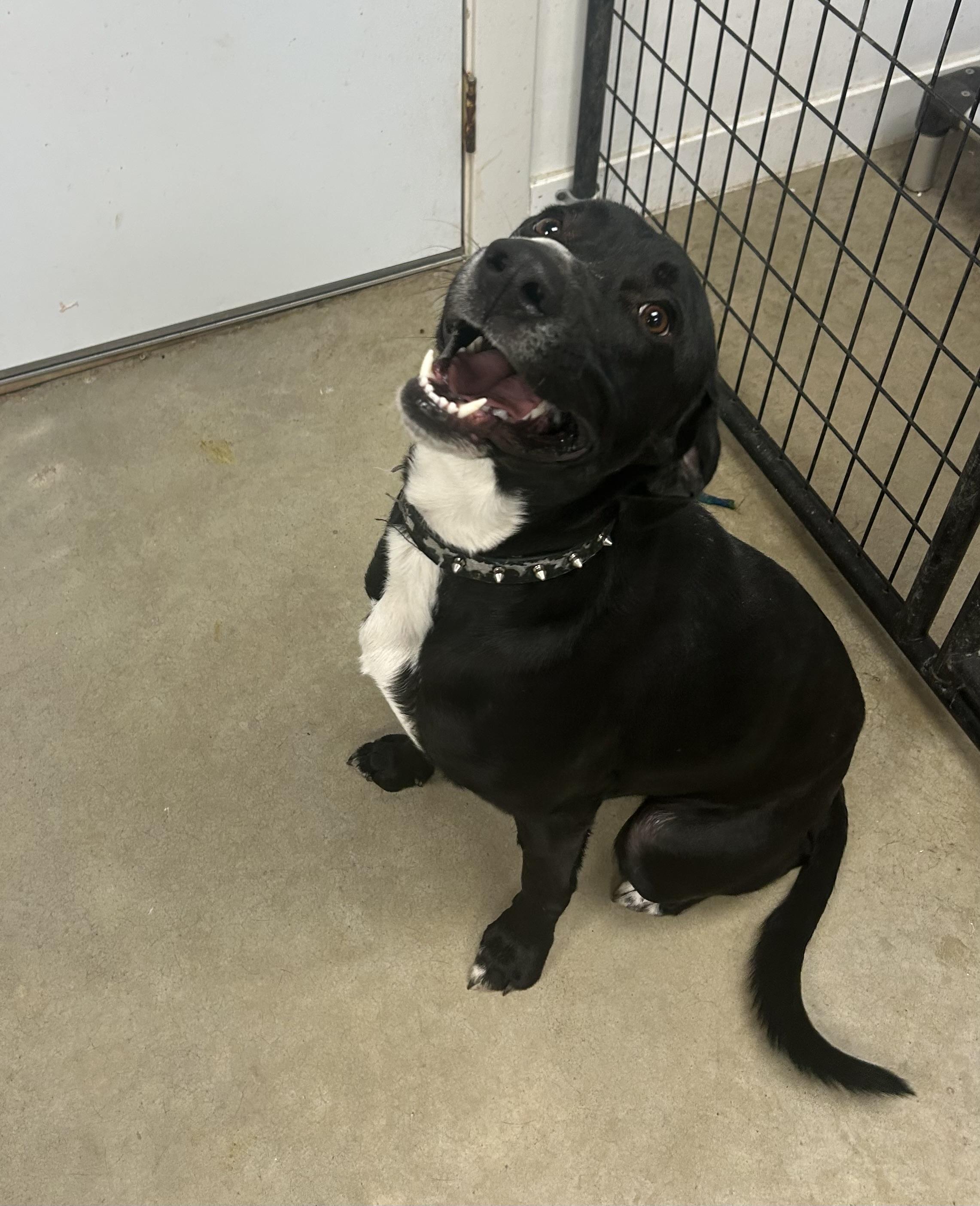Charming, Adoptable, Young Male Black Labrador Retriever.
