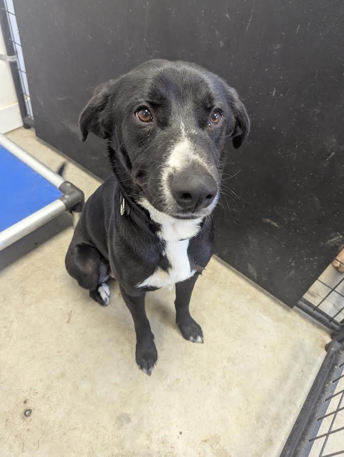 Enlarge Charming, a Adoptable mixed breed in Blue Earth, MN image 3/3