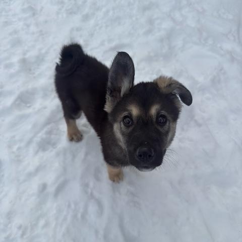 Enlarge Mervin, a ADOPTABLE mixed breed in Saskatoon, SK image 1/6