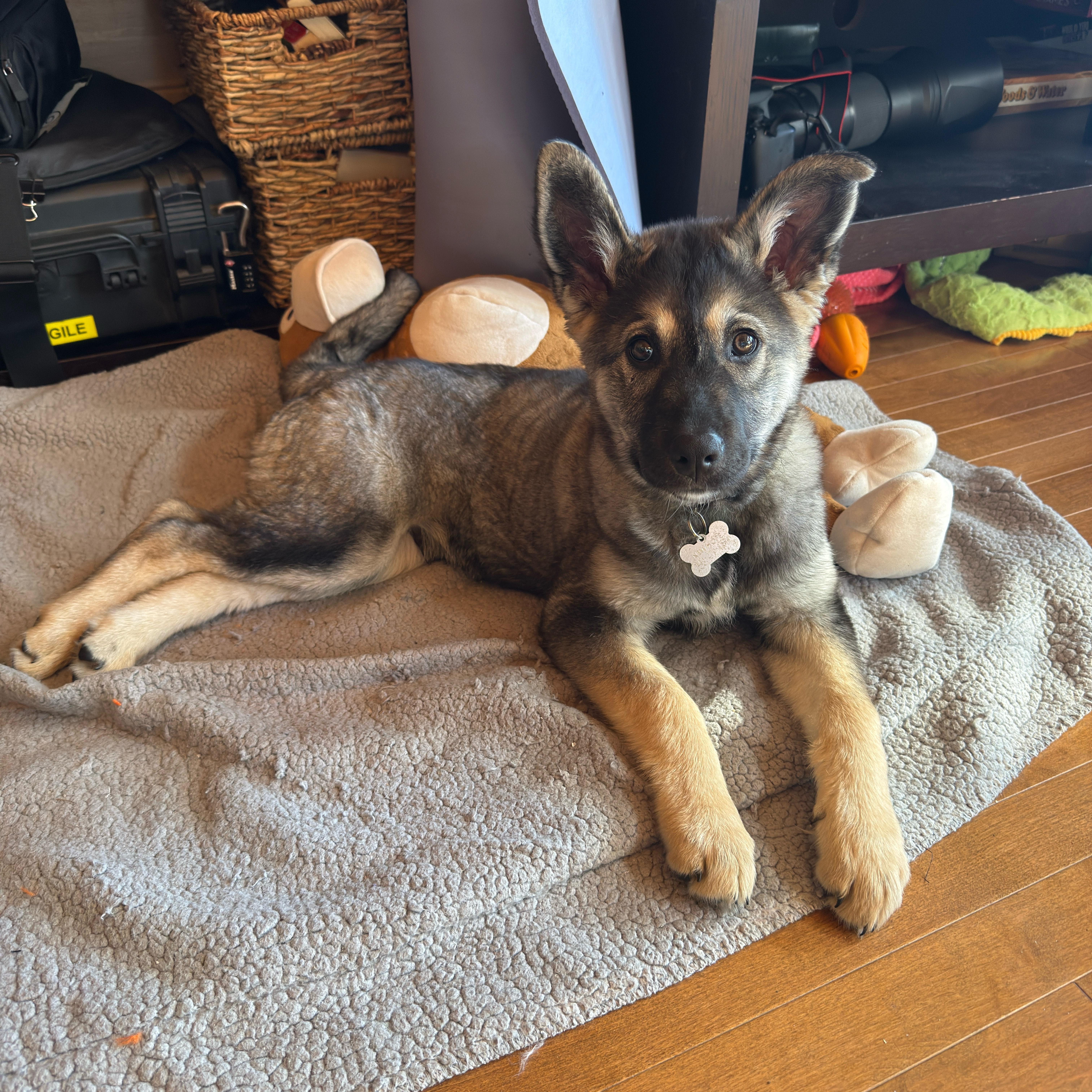 Mervin, ADOPTABLE, Puppy Male Mixed Breed.