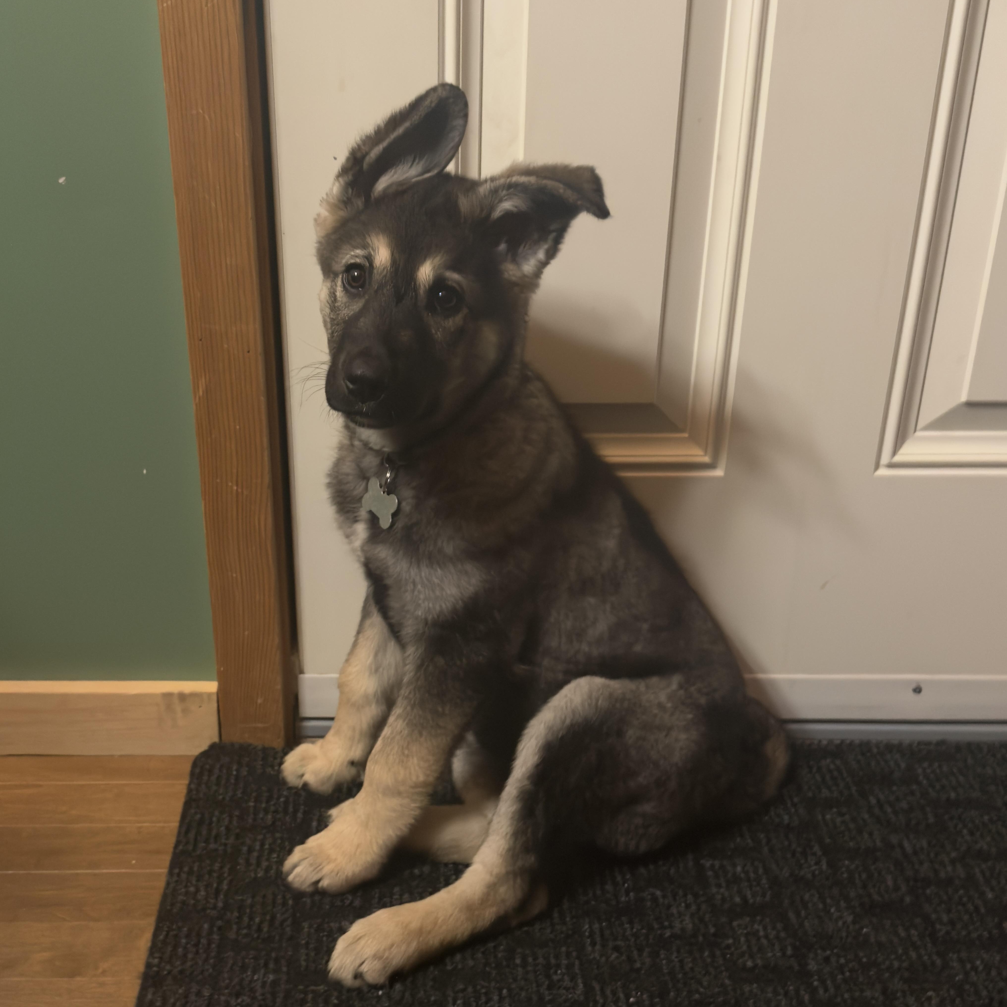 Enlarge Mervin, a ADOPTABLE mixed breed in Saskatoon, SK image 1/4
