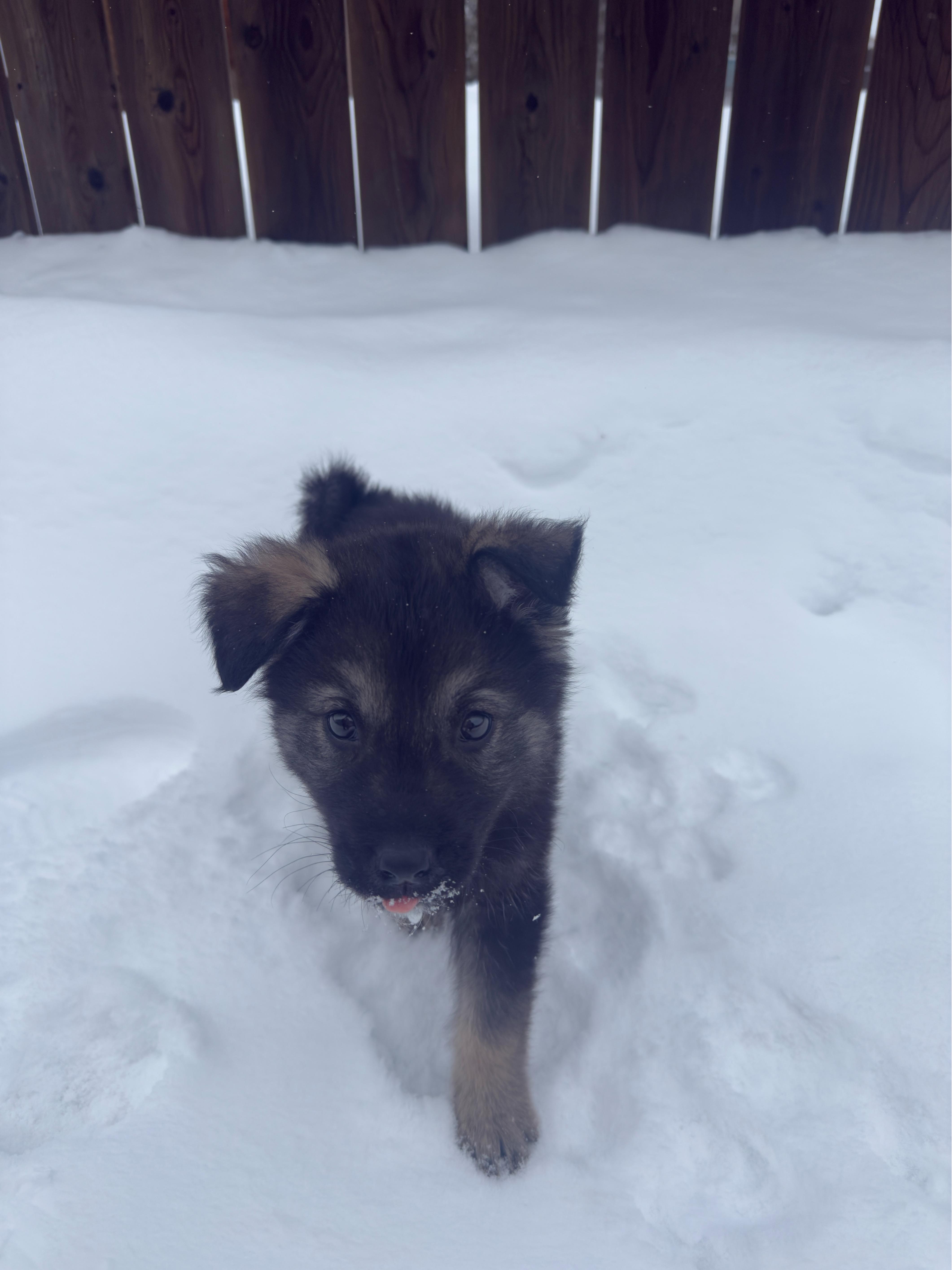 Mervin, ADOPTABLE, Puppy Male Mixed Breed.