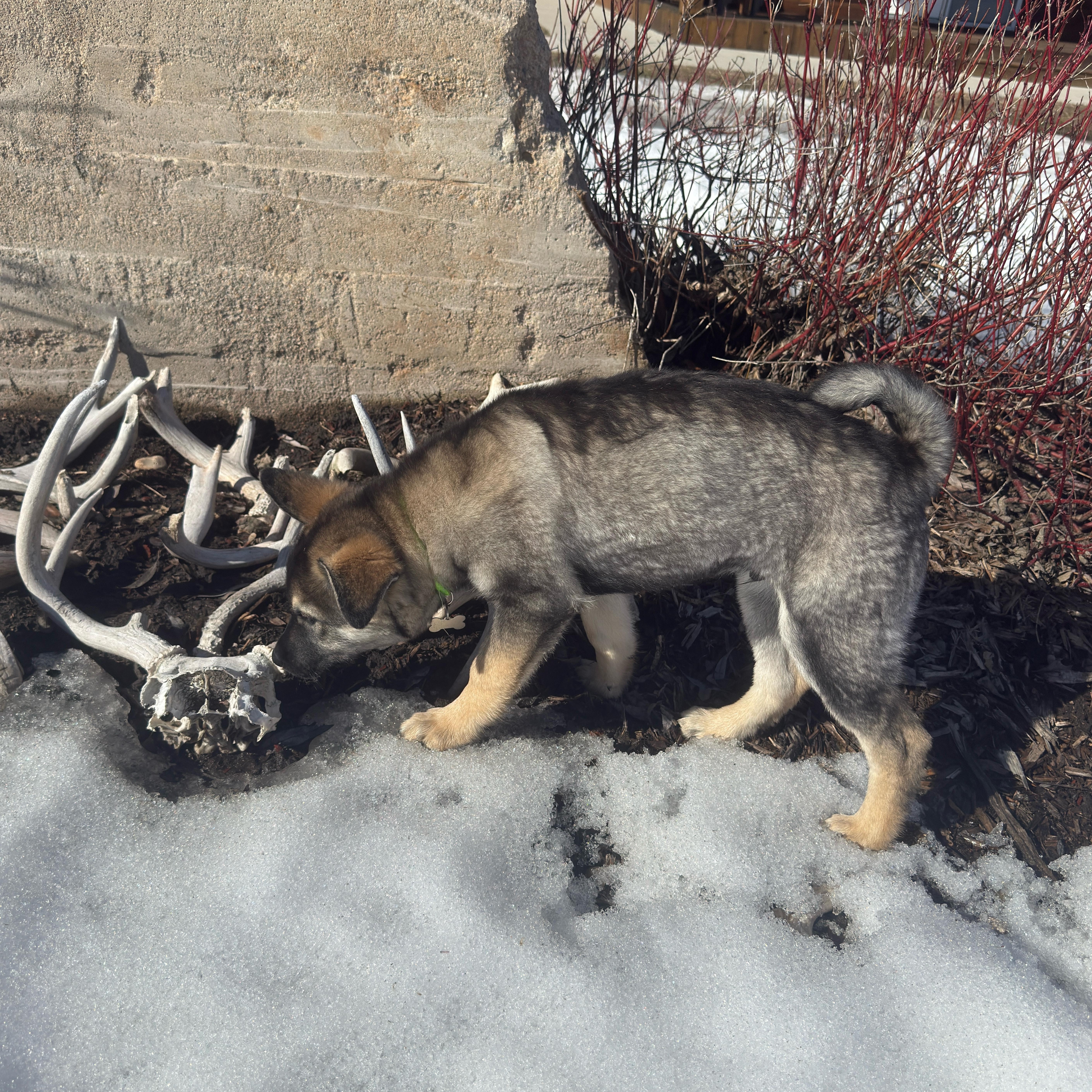Enlarge Mervin, a ADOPTABLE mixed breed in Saskatoon, SK image 3/4