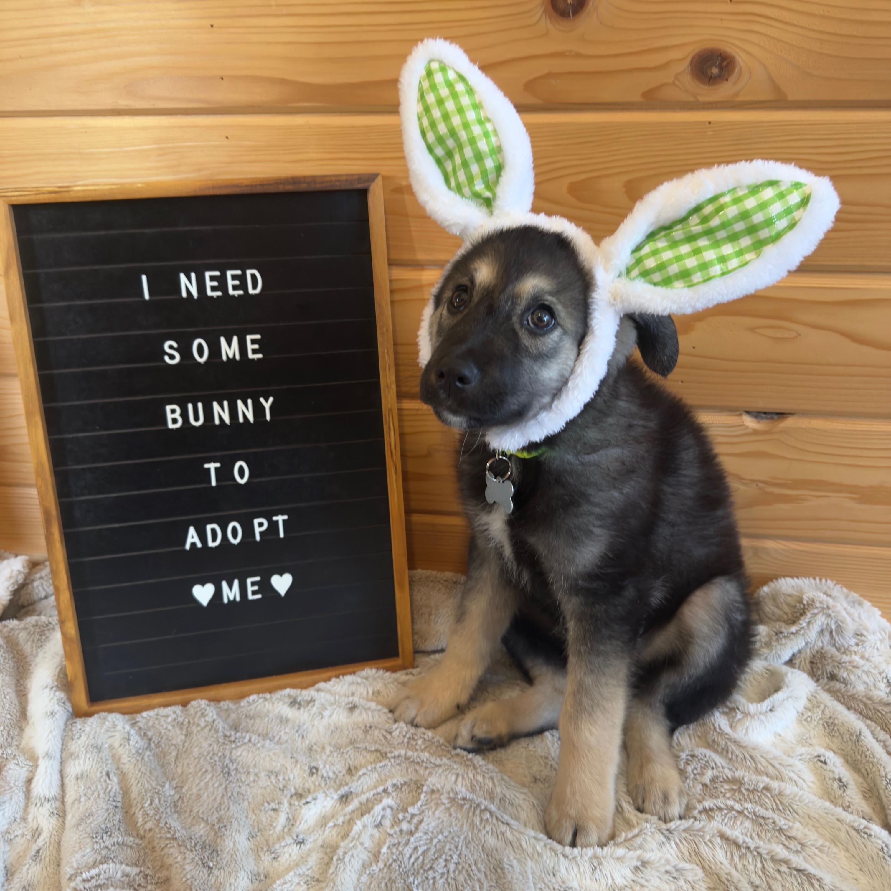 Enlarge Mervin, a ADOPTABLE mixed breed in Saskatoon, SK image 3/6