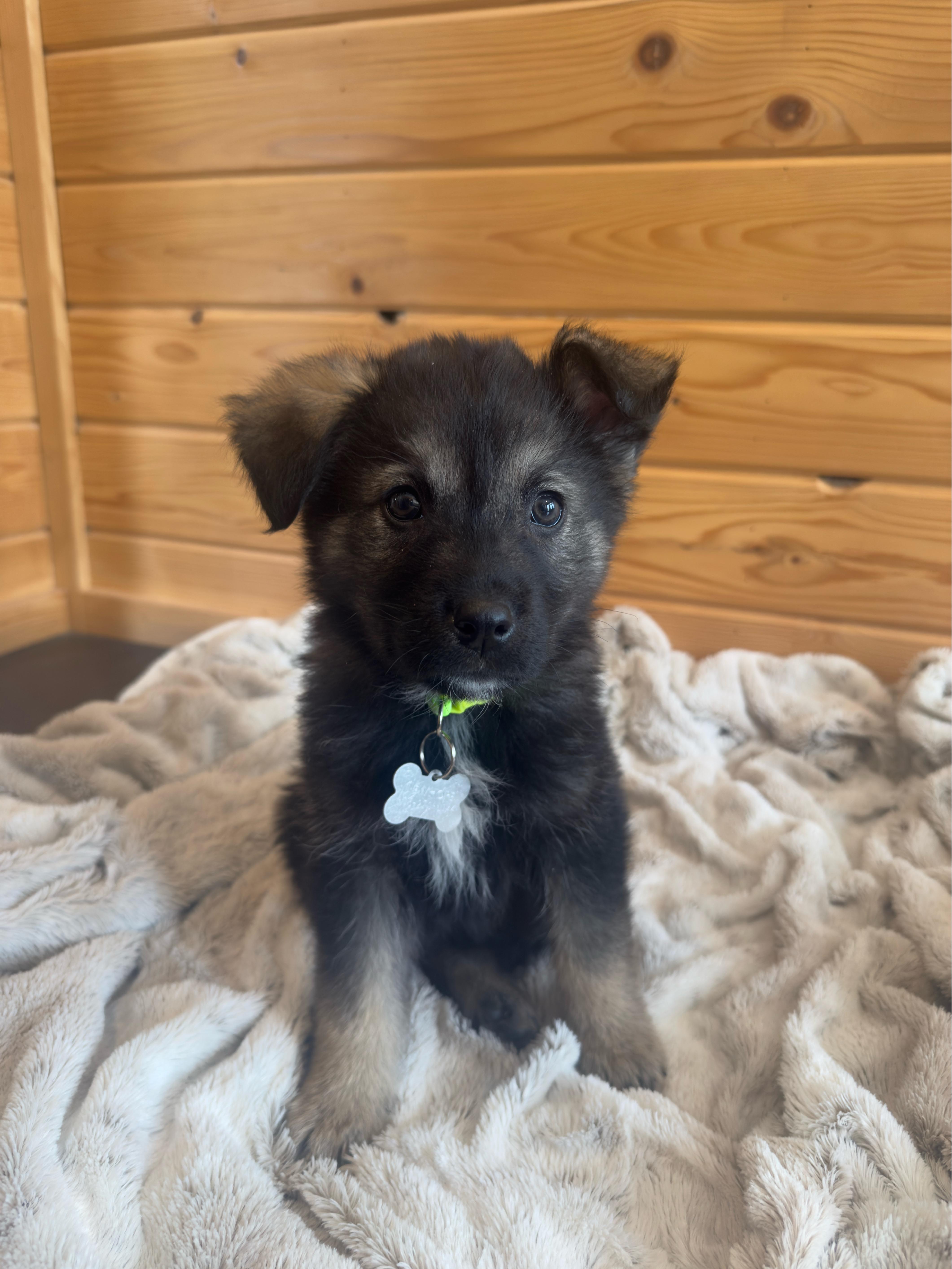 Enlarge Mervin, a ADOPTABLE mixed breed in Saskatoon, SK image 3/4