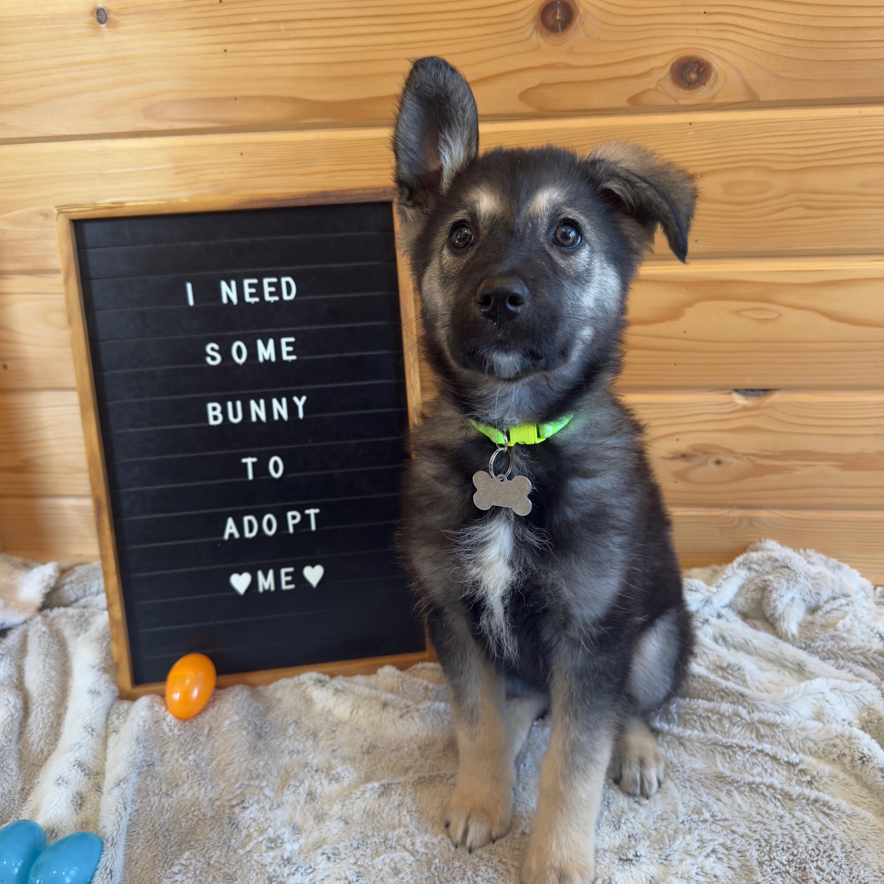 Mervin, ADOPTABLE, Puppy Male Mixed Breed.