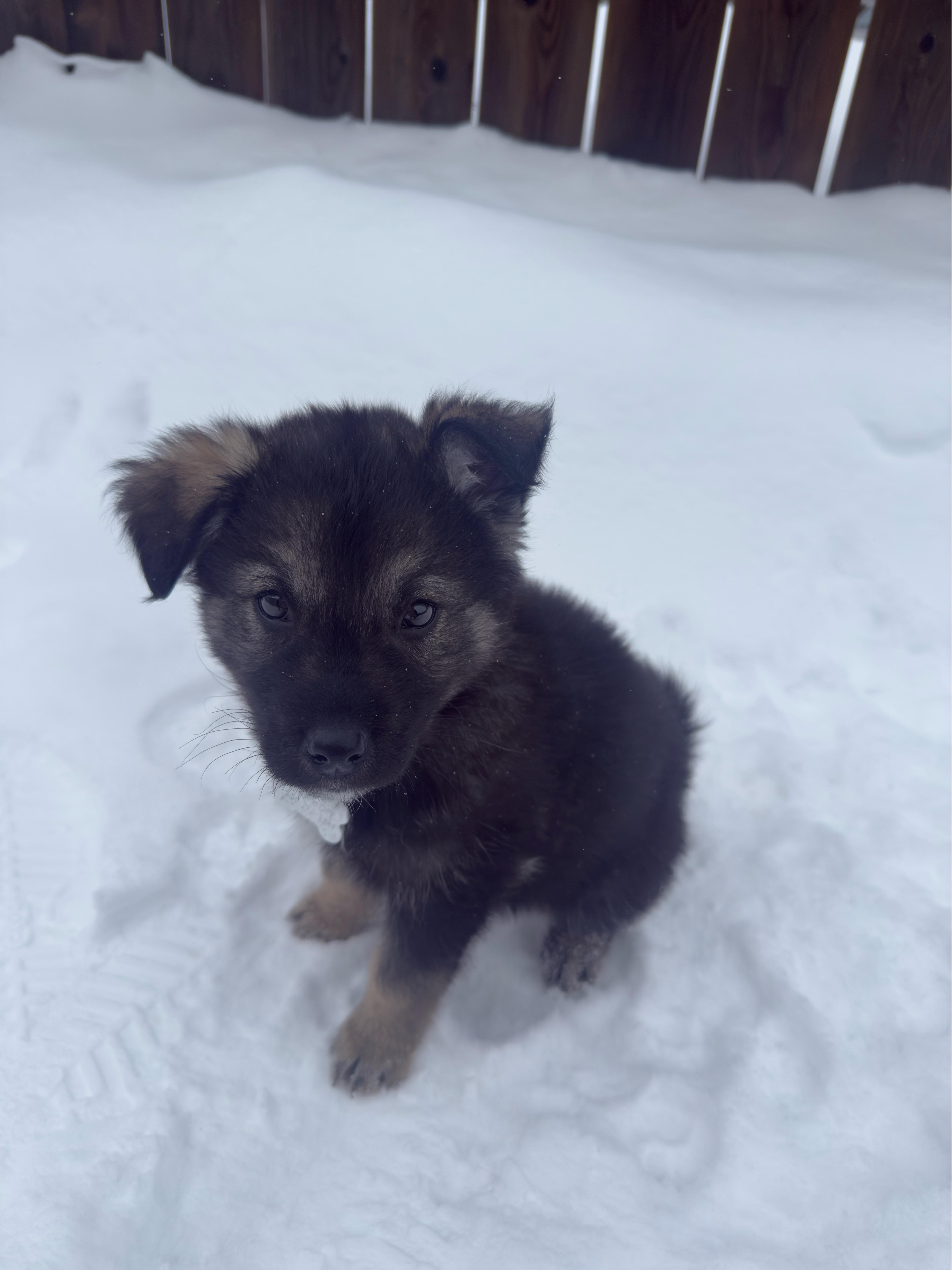 Enlarge Mervin, a ADOPTABLE mixed breed in Saskatoon, SK image 2/4