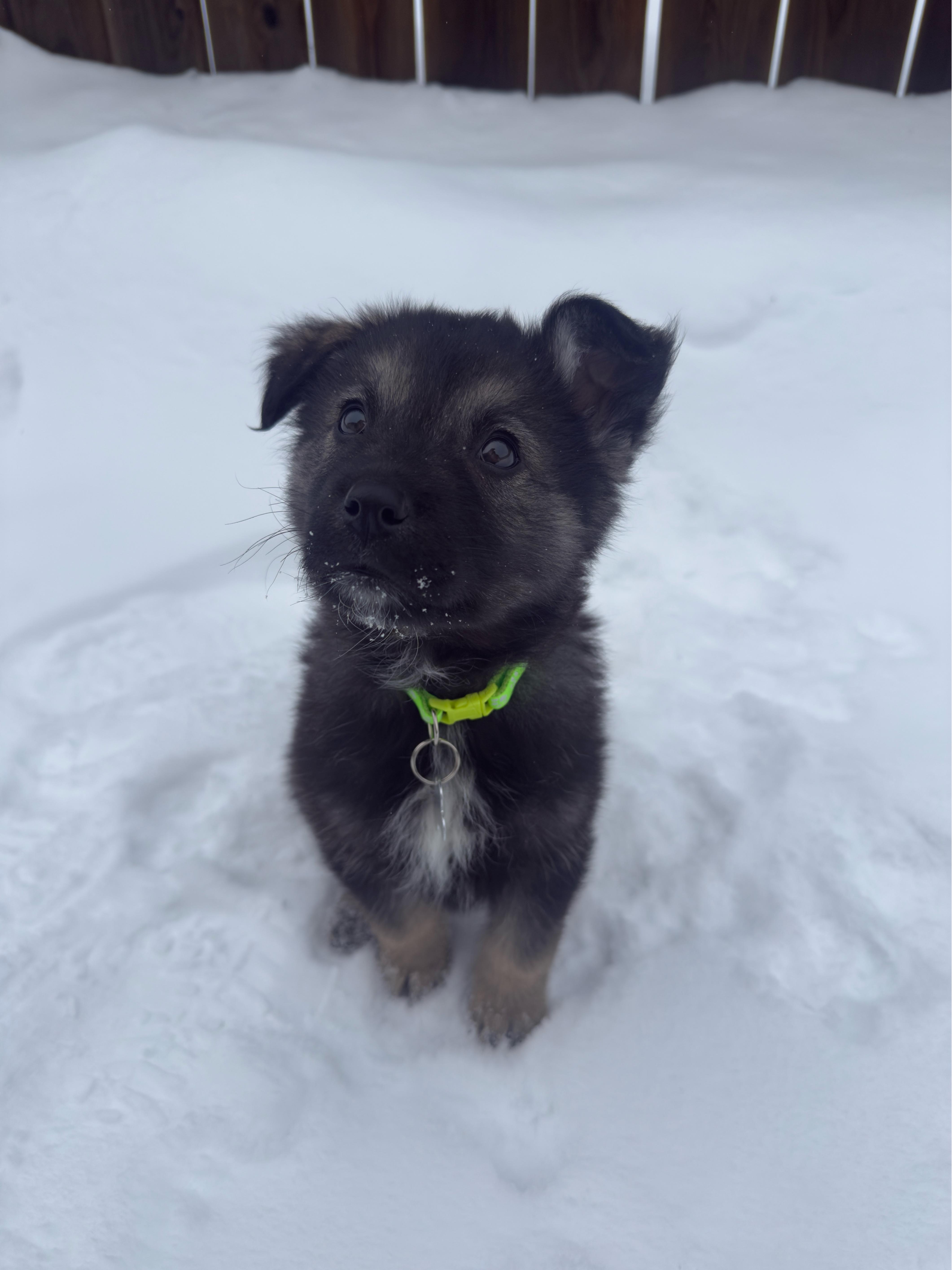 Enlarge Mervin, a ADOPTABLE mixed breed in Saskatoon, SK image 4/4