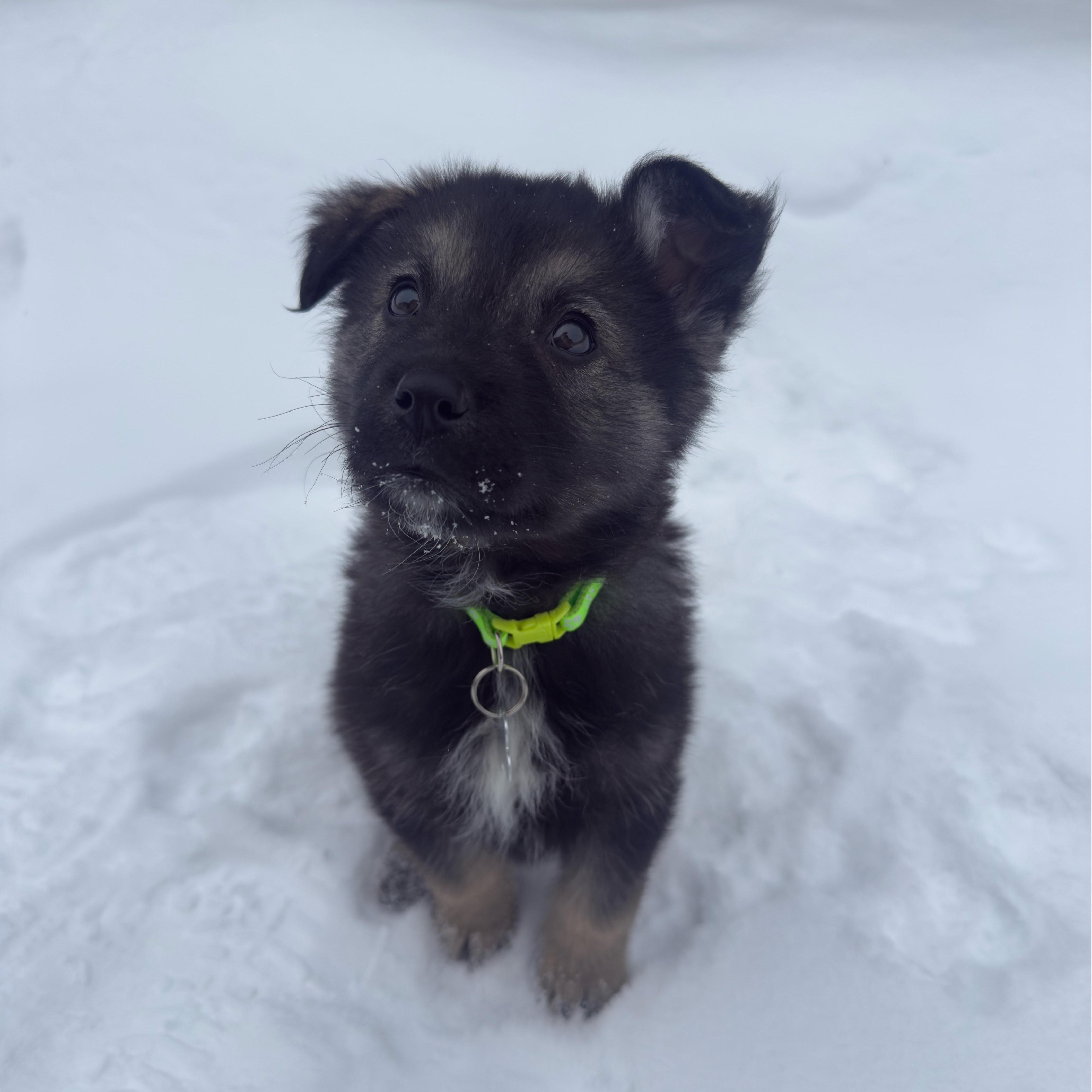 Enlarge Mervin, a ADOPTABLE mixed breed in Saskatoon, SK image 6/6
