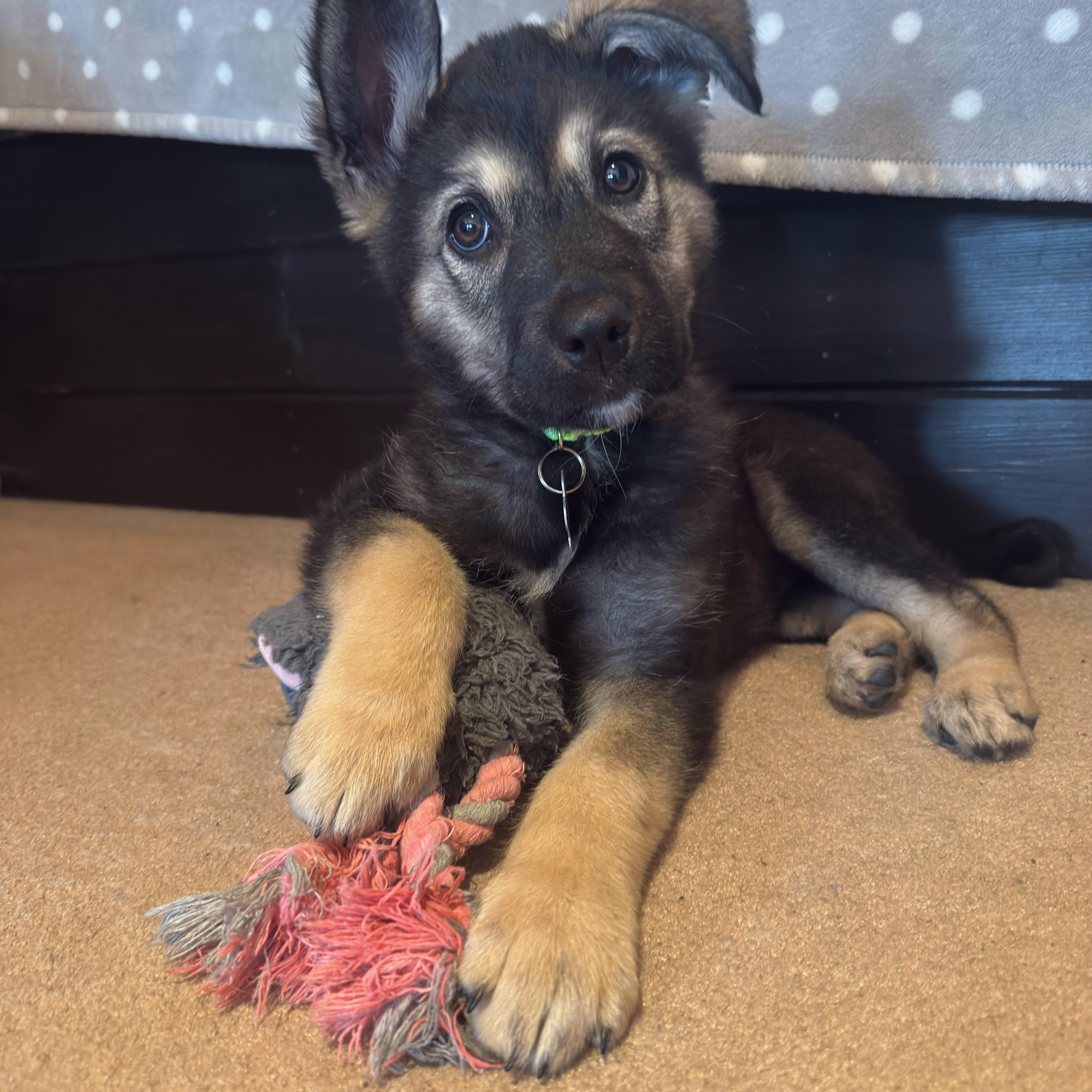 Enlarge Mervin, a ADOPTABLE mixed breed in Saskatoon, SK image 4/4