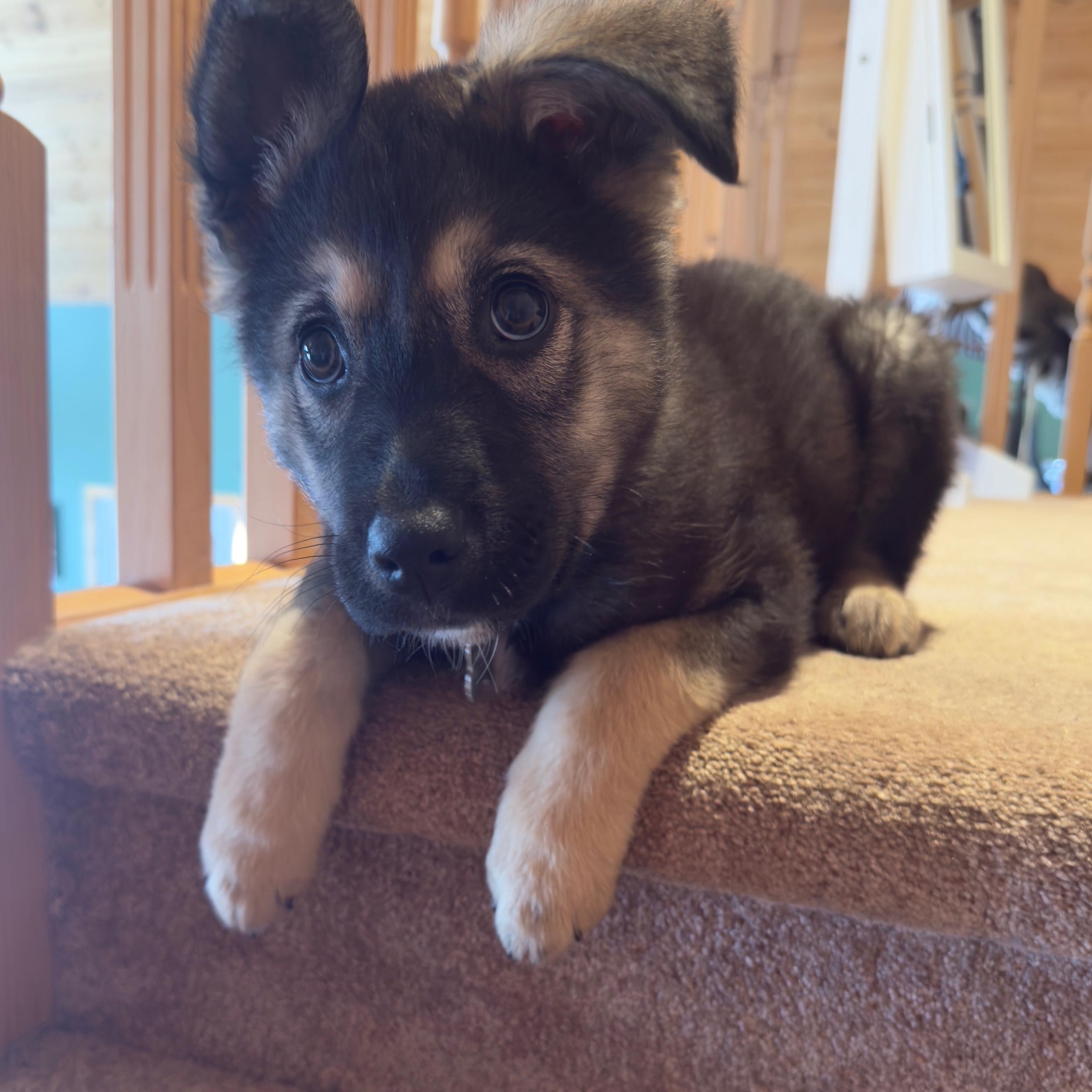 Enlarge Mervin, a ADOPTABLE mixed breed in Saskatoon, SK image 4/6