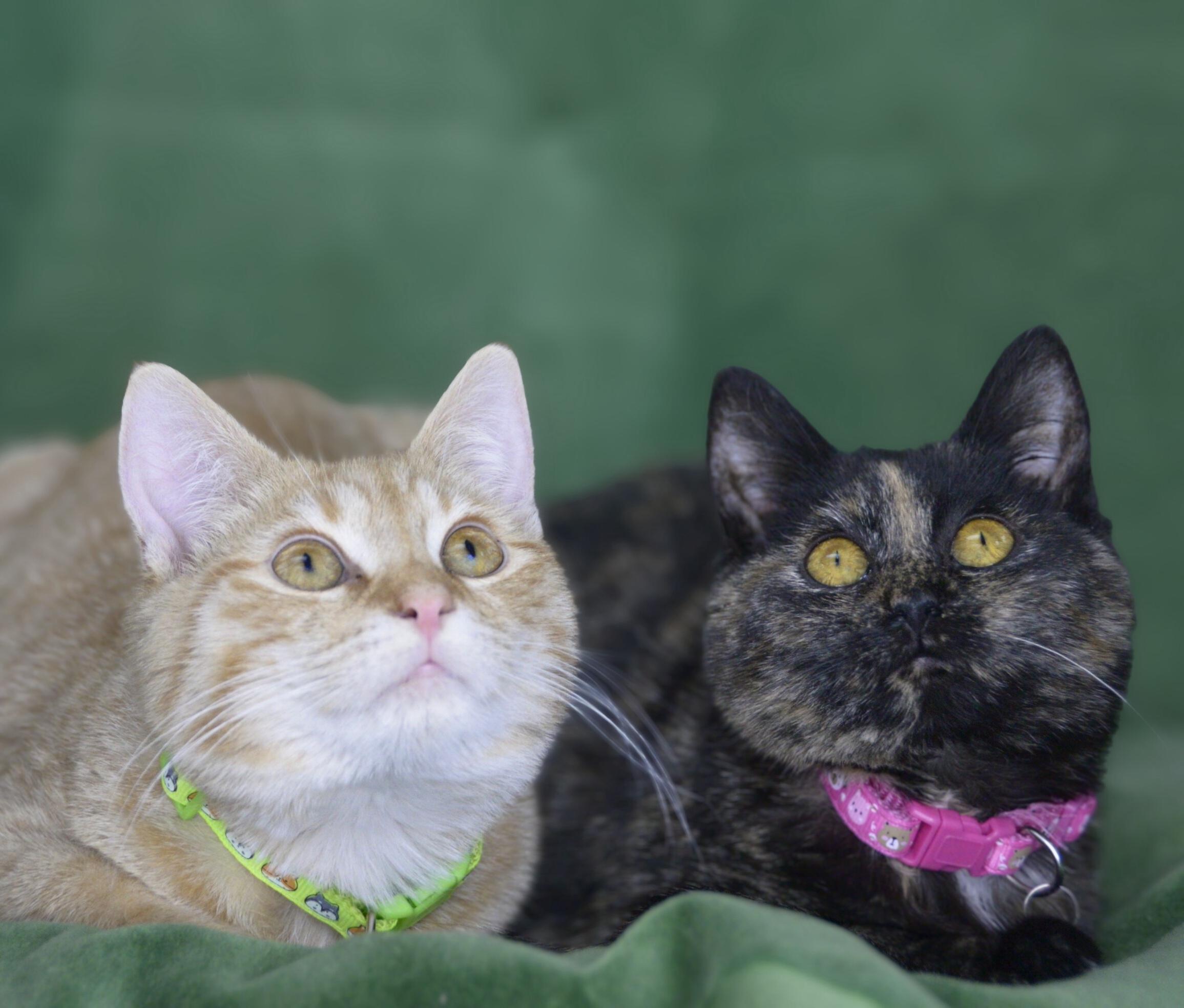 Enlarge Timone and Anastasia, a Adoptable American Shorthair in Frederick, MD image 3/6