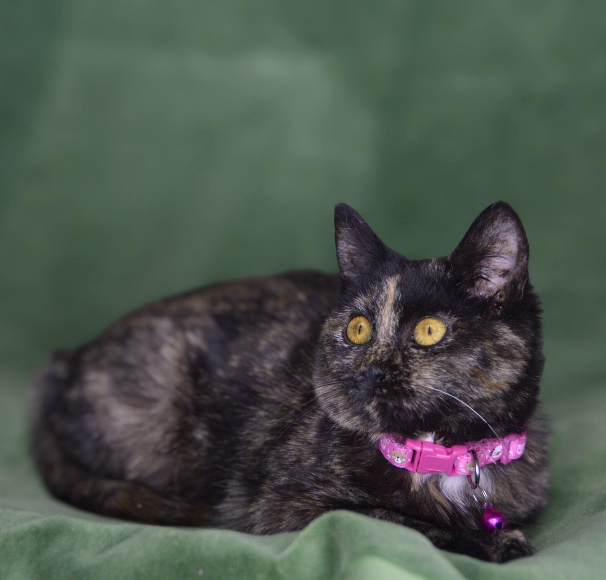 Enlarge Timone and Anastasia, a Adoptable American Shorthair in Frederick, MD image 5/6