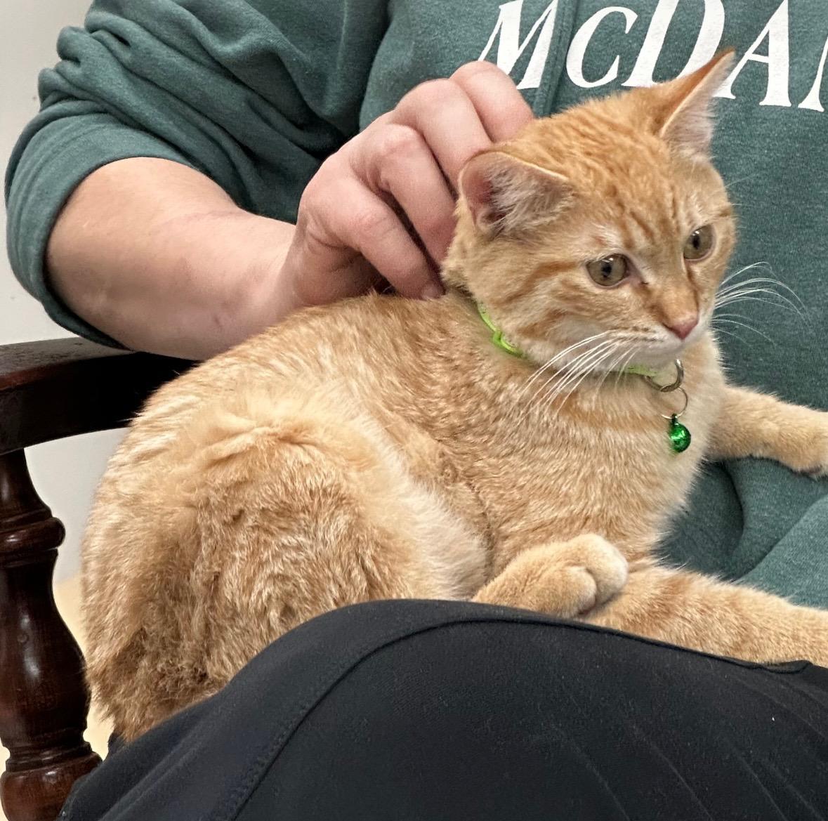 Enlarge Timone and Anastasia, a Adoptable American Shorthair in Frederick, MD image 6/6