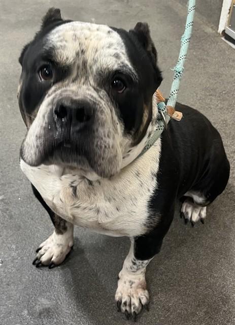 Enlarge ROCCO, a Adoptable Terrier in Upper Marlboro, MD image 1/1