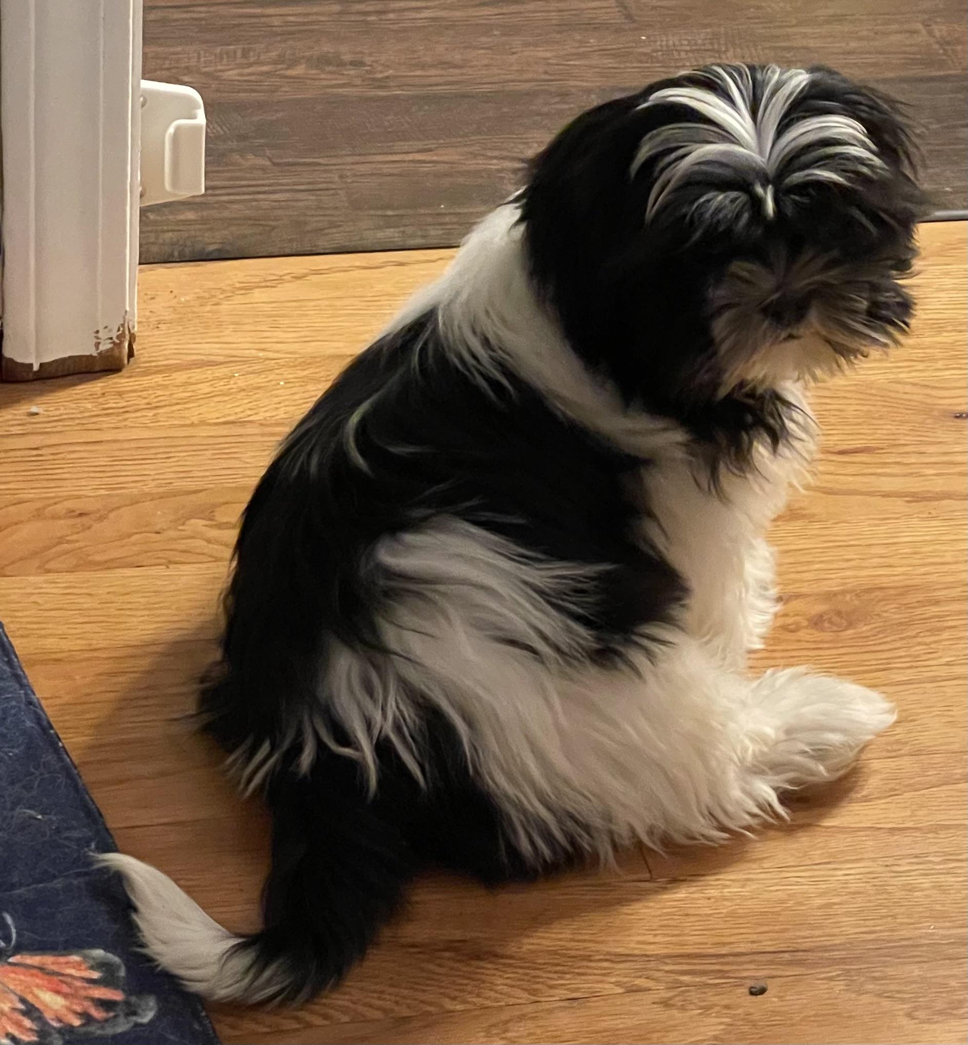 Enlarge Comet, an adopted Shih Tzu in Overland Park, KS image 3/3