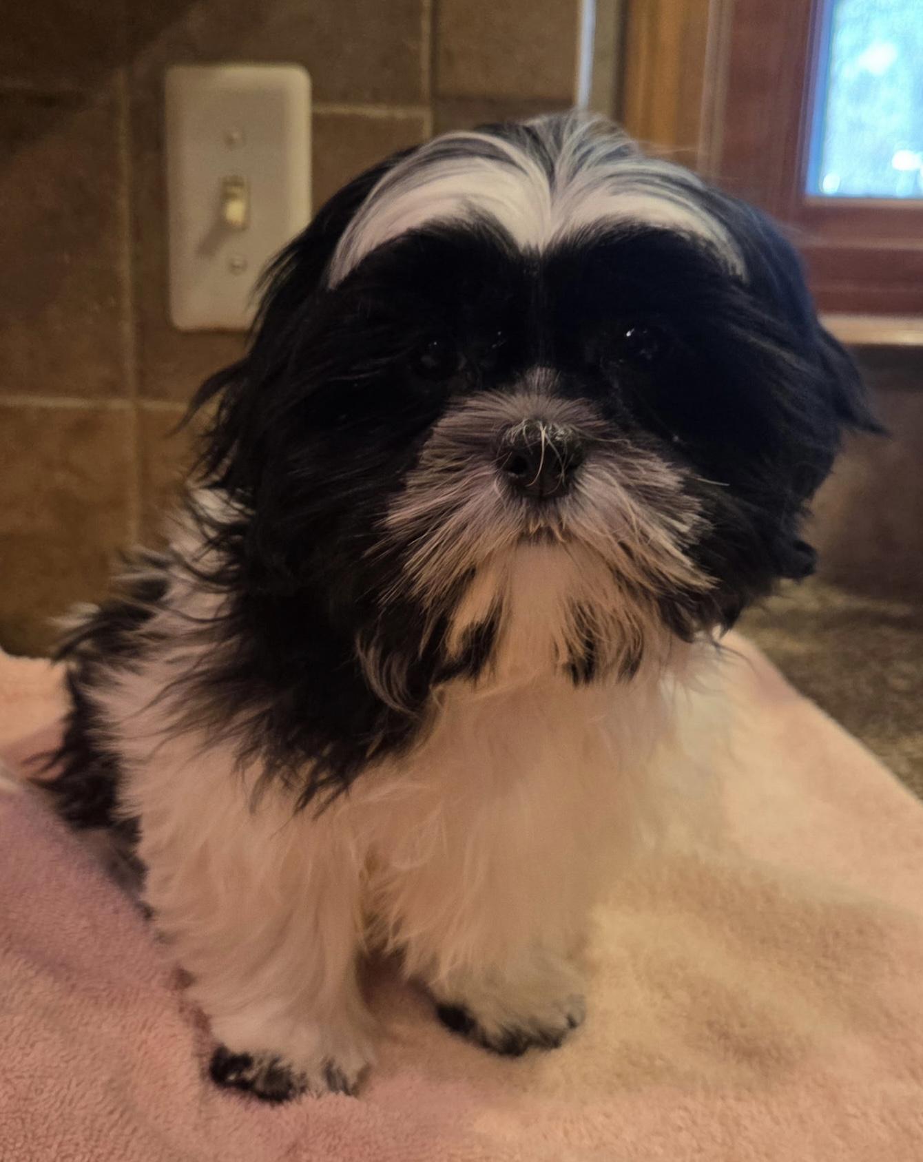 Enlarge Comet, an adopted Shih Tzu in Overland Park, KS image 1/3