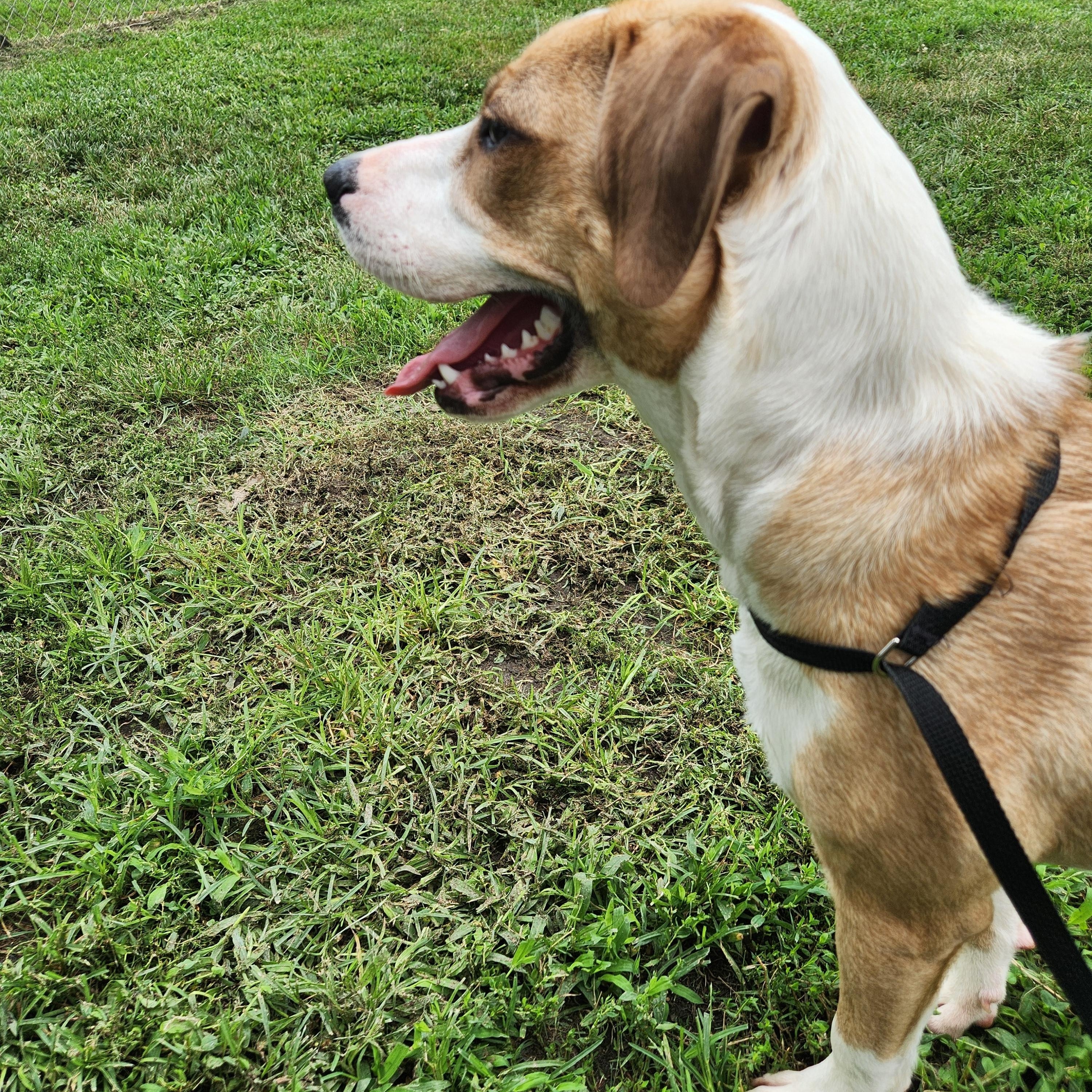 Enlarge Addison aka Addy, a Adoptable mixed breed in Buford, GA image 4/6