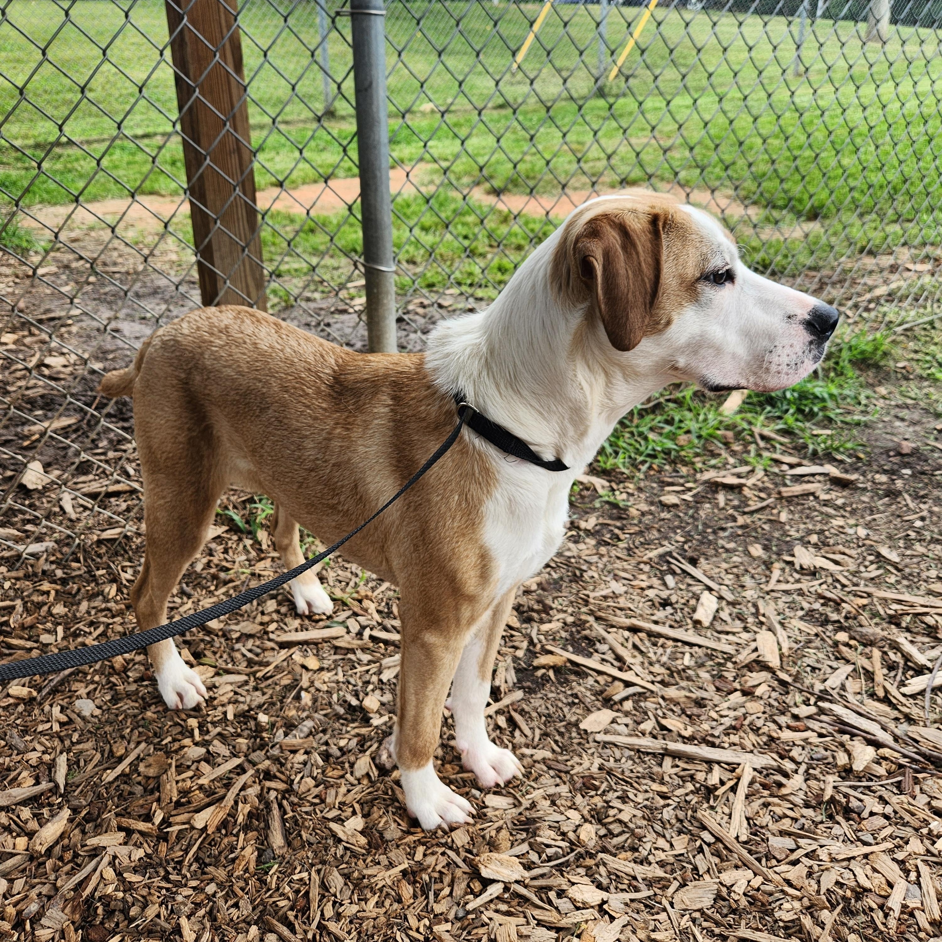 Enlarge Addison aka Addy, a Adoptable mixed breed in Buford, GA image 2/6