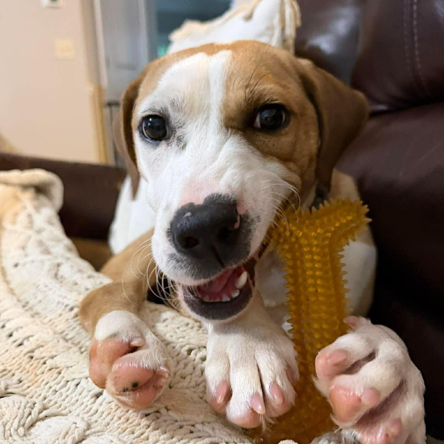Enlarge Addison aka Addy, a Adoptable mixed breed in Buford, GA image 6/6