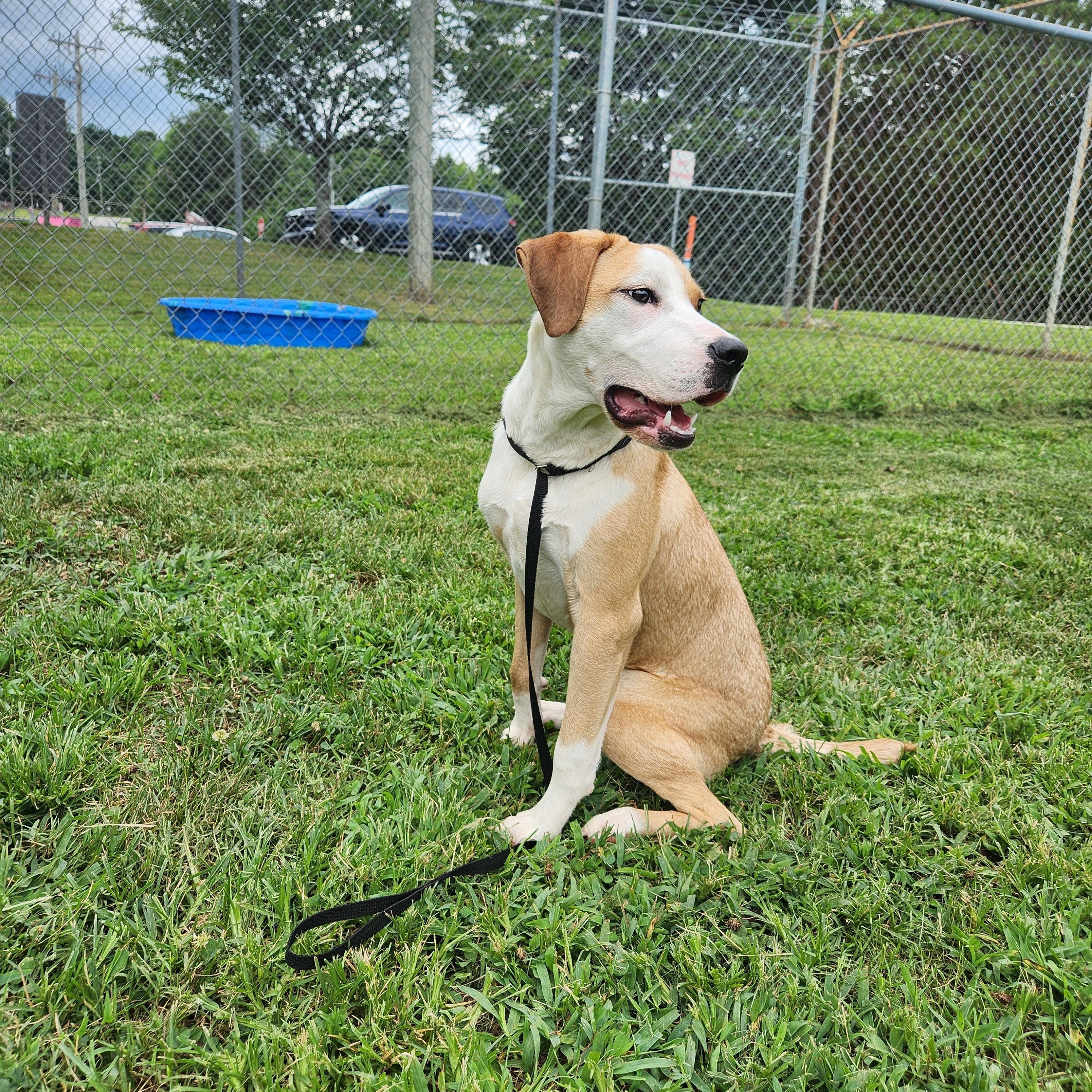 Enlarge Addison aka Addy, a Adoptable mixed breed in Buford, GA image 3/6