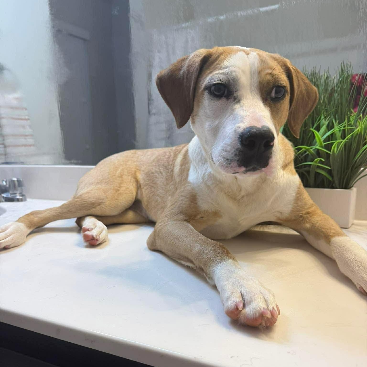 Addison aka Addy, Adoptable, Puppy Female Hound & Spaniel.