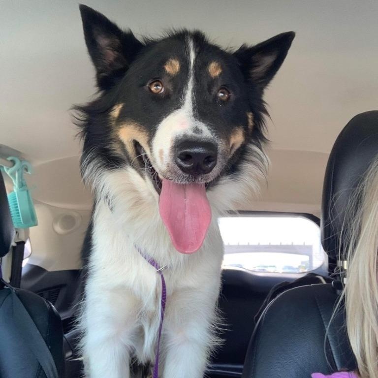 Oso, ADOPTABLE, Senior Male Border Collie.