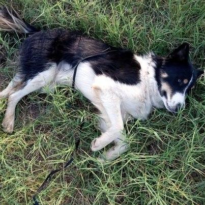 Oso, a ADOPTABLE Border Collie in Ada, OK image 4/5