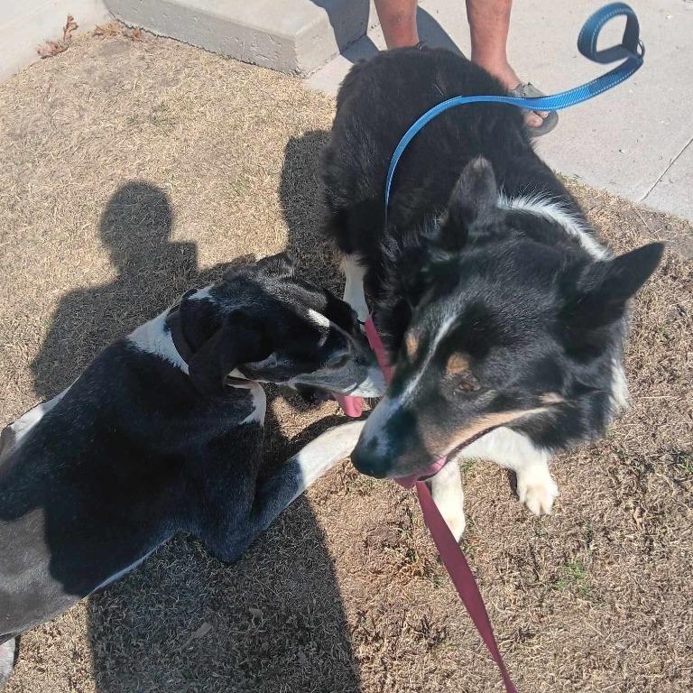 Oso, a ADOPTABLE Border Collie in Ada, OK image 5/5
