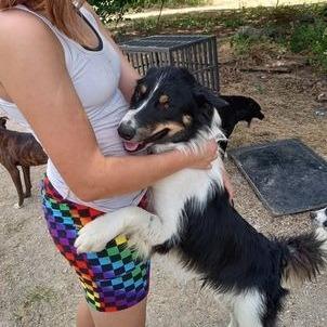 Oso, a ADOPTABLE Border Collie in Ada, OK image 3/5