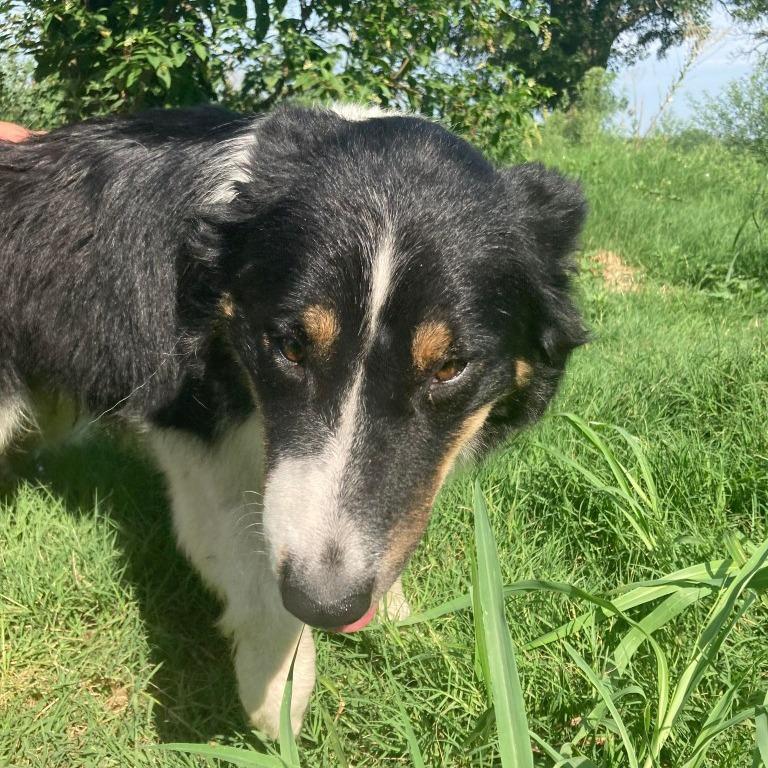 Oso, a ADOPTABLE Border Collie in Ada, OK image 2/5